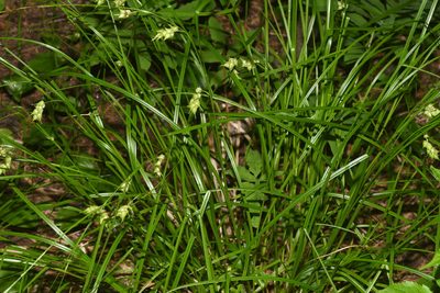 Carex tuckermanii, photographed by Henrique Pacheco