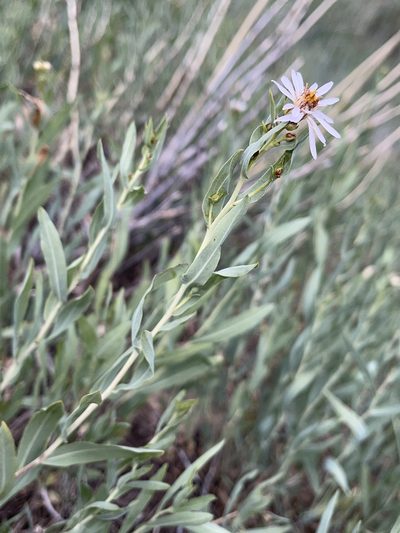 Herrickia glauca, photographed by Robbie Hannawacker