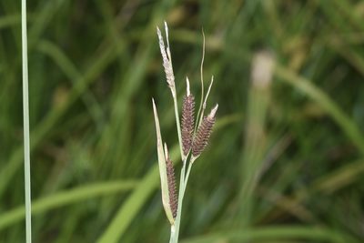 Carex haydenii, photographed by Henrique Pacheco