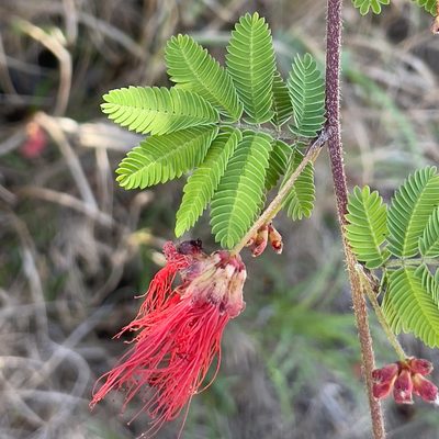 Calliandra californica, photographed by Bill Levine