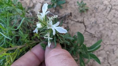 Teucrium laciniatum, photographed by Nautilus 211