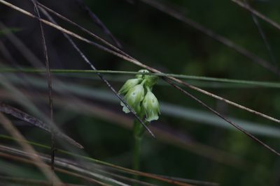 Halenia adpressa, photographed by Andrés Ramírez-Barrera