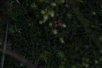 Halenia adpressa, photographed by Andrés Ramírez-Barrera