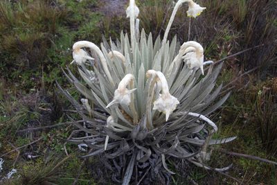Espeletia congestiflora, photographed by Andrés Ramírez-Barrera