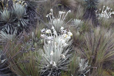 Espeletia congestiflora, photographed by Andrés Ramírez-Barrera