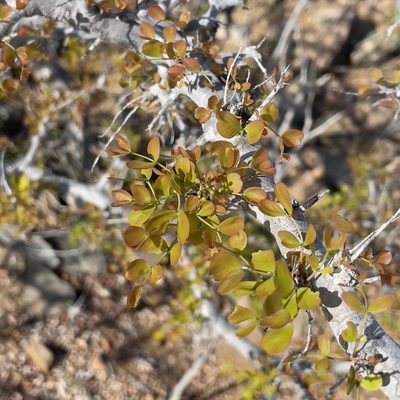 Haematoxylum brasiletto, photographed by Bill Levine