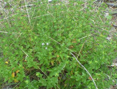 Clinopodium carolinianum, photographed by kcthetc1