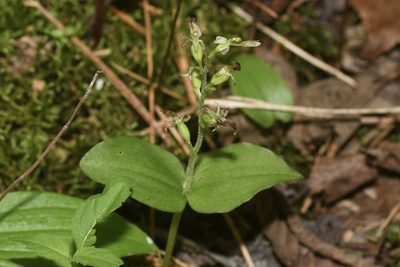 Neottia auriculata, photographed by Henrique Pacheco
