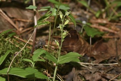Neottia auriculata, photographed by Henrique Pacheco