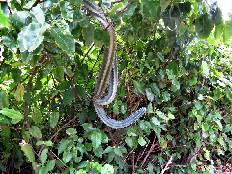 Pilosocereus lanuginosus, photographed by Gustavo Puente