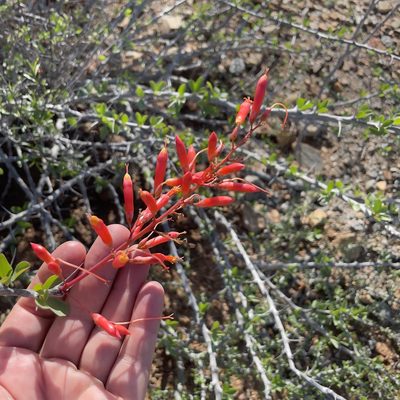 Fouquieria diguetii, photographed by Bill Levine