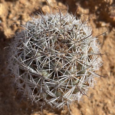 Cochemiea schumannii, photographed by Bill Levine