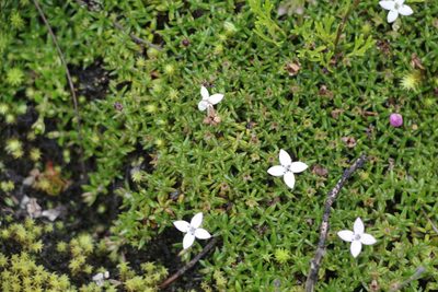Arcytophyllum muticum, photographed by Andrés Ramírez-Barrera
