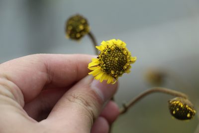 Espeletia boyacensis, photographed by Andrés Ramírez-Barrera