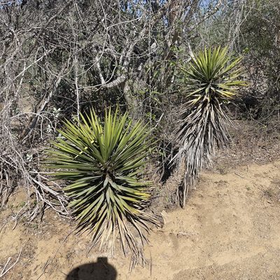 Yucca capensis, photographed by Bill Levine