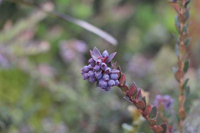Vaccinium floribundum, photographed by Andrés Ramírez-Barrera