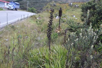 Puya nitida, photographed by Andrés Ramírez-Barrera
