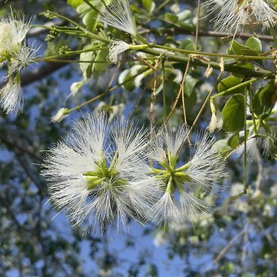 Hesperalbizia occidentalis, photographed by Bill Levine
