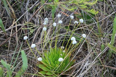 Paepalanthus alpinus, photographed by Andrés Ramírez-Barrera