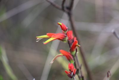 Castilleja fissifolia, photographed by Andrés Ramírez-Barrera