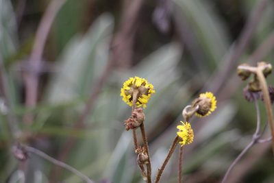 Espeletia boyacensis, photographed by Andrés Ramírez-Barrera