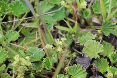 Alchemilla orbiculata, photographed by Andrés Ramírez-Barrera