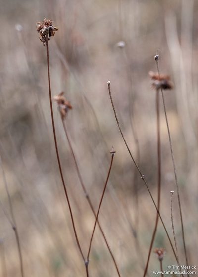 Eriogonum tripodum, photographed by Tim Messick