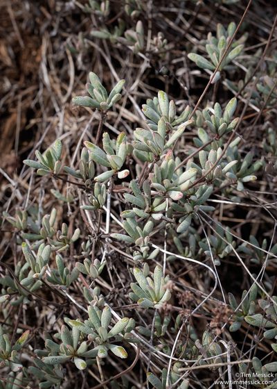 Eriogonum tripodum, photographed by Tim Messick
