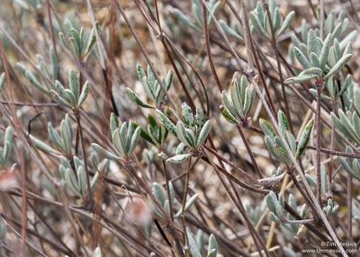 Eriogonum tripodum, photographed by Tim Messick