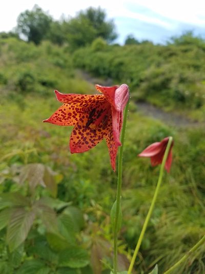 Lilium grayi, photographed by Bob Schwartz