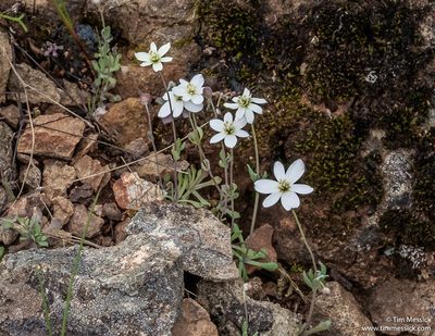 Meconella californica, photographed by Tim Messick