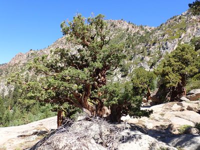 Juniperus grandis, photographed by John Brew