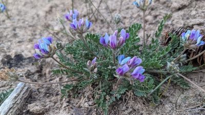 Oxytropis oreophila, photographed by Darrin Gobble