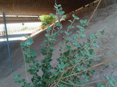 Malacothamnus marrubioides, photographed by Daniel S.