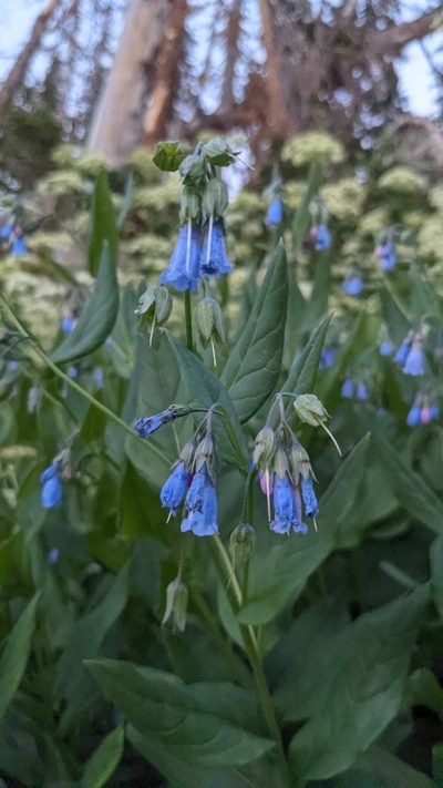 Mertensia arizonica, photographed by Darrin Gobble