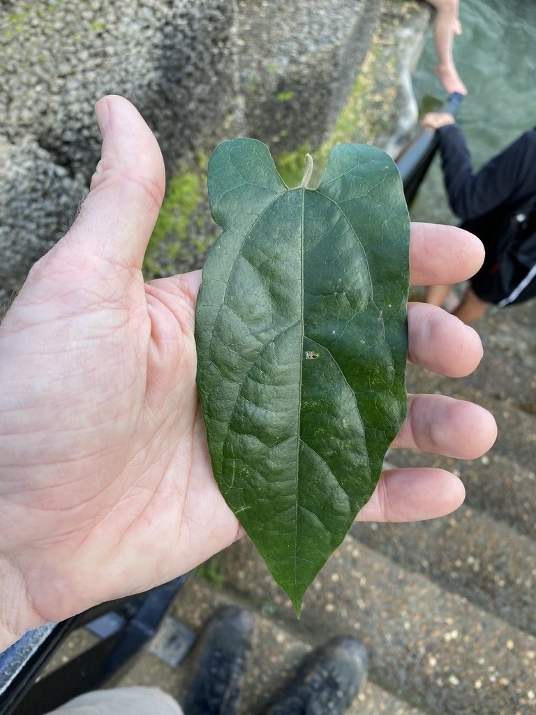 Aristolochia deltantha, photographed by Greg Tasney