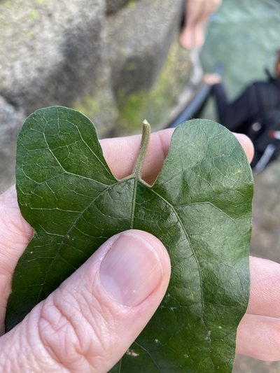 Aristolochia deltantha, photographed by Greg Tasney