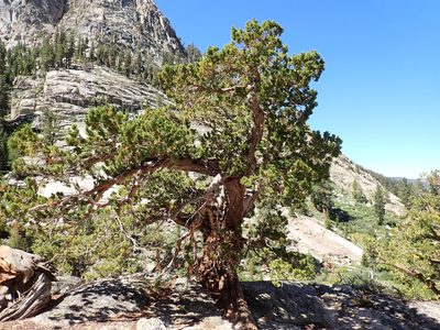 Juniperus grandis, photographed by John Brew
