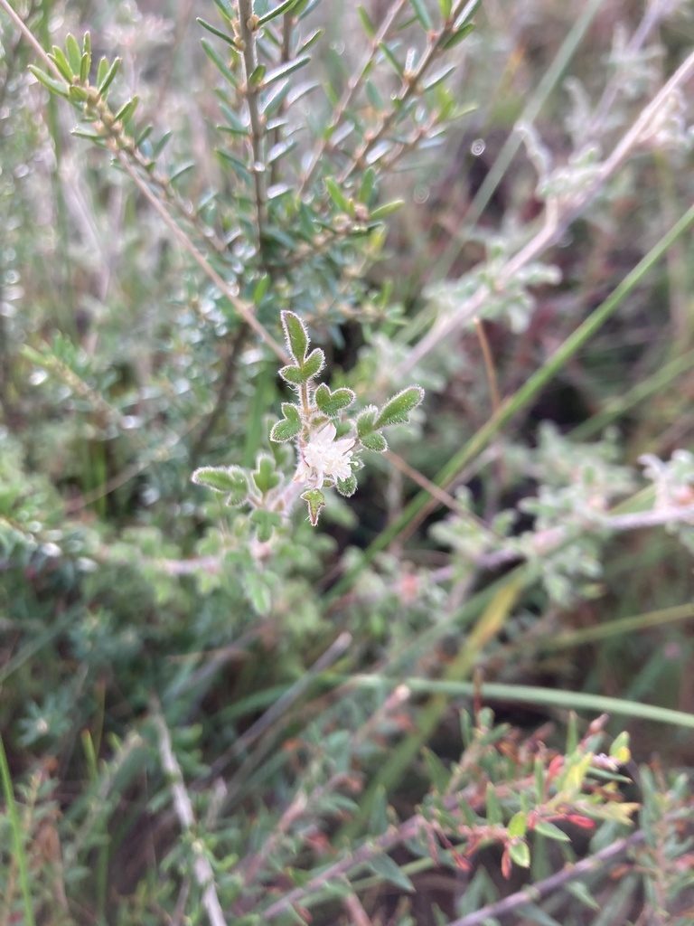 Xanthosia ternifolia, photographed by krumpianking
