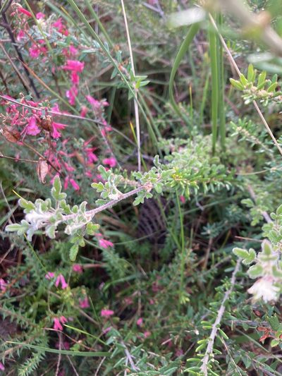 Xanthosia ternifolia, photographed by krumpianking