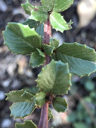 Ceanothus gloriosus, photographed by Justin Paulin