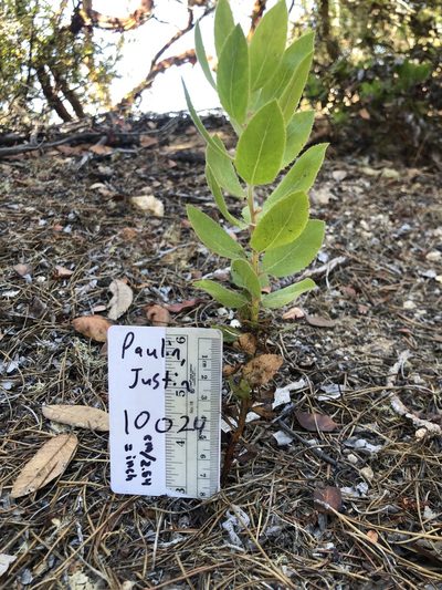 Arctostaphylos virgata, photographed by Justin Paulin