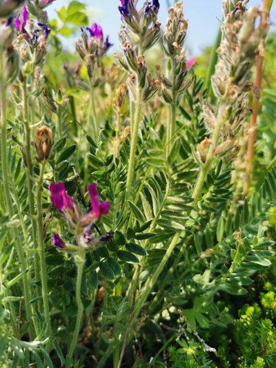 Oxytropis adamsiana, photographed by Валерия Ковалева