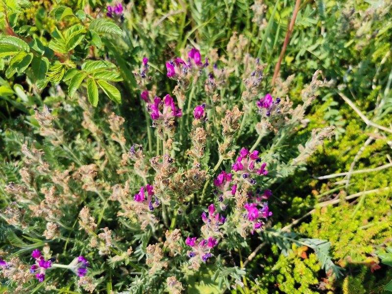 Oxytropis adamsiana, photographed by Валерия Ковалева