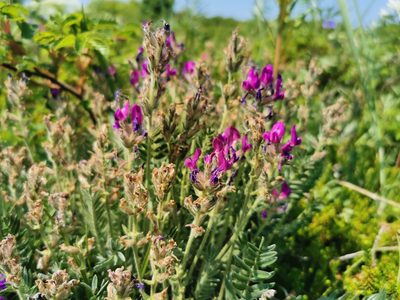 Oxytropis adamsiana, photographed by Валерия Ковалева