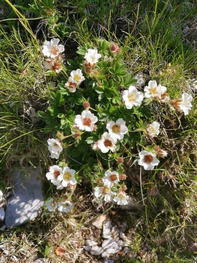 Potentilla clusiana, photographed by Ljaž