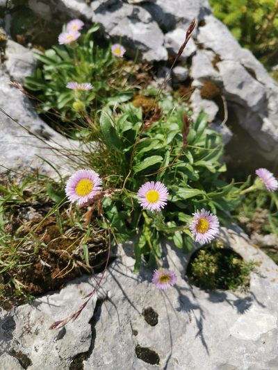 Erigeron acer, photographed by Ljaž