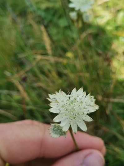 Astrantia bavarica, photographed by Ljaž
