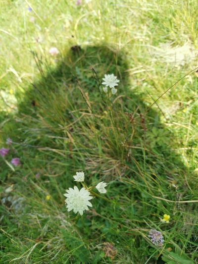 Astrantia bavarica, photographed by Ljaž