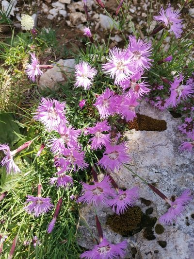 Dianthus sternbergii, photographed by Ljaž